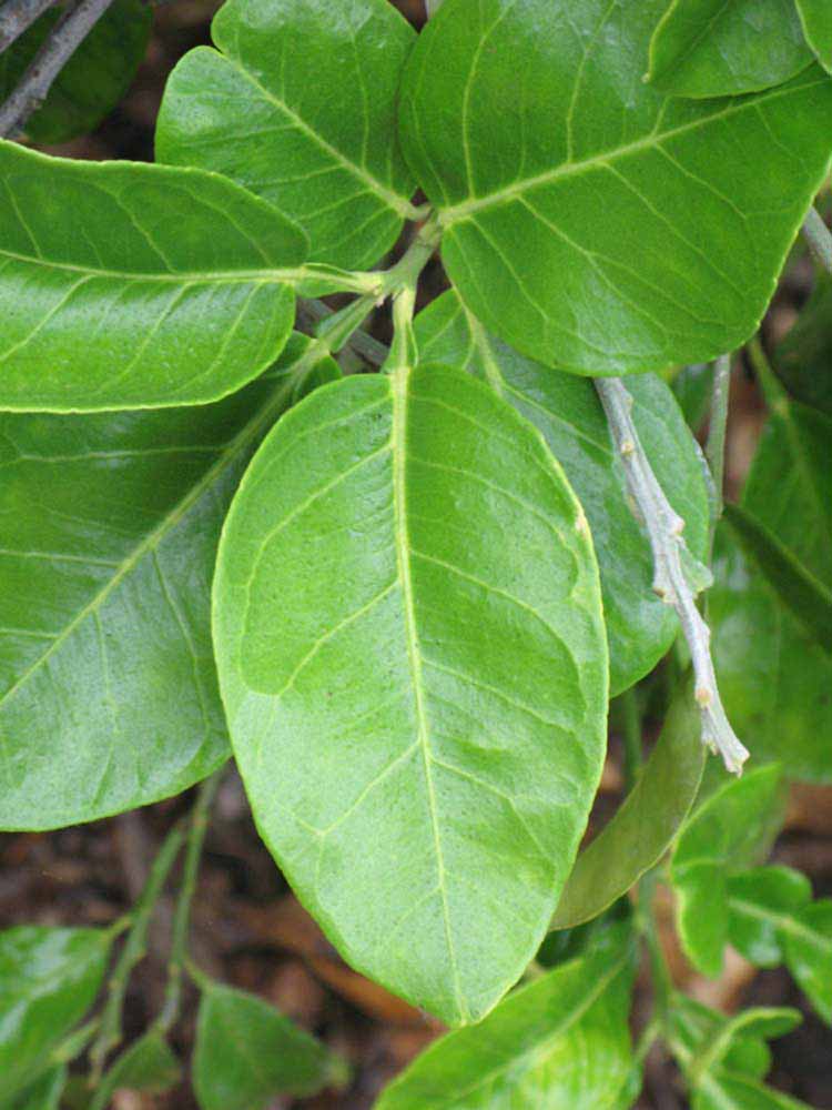              Sun leaves (Riverside, CA)       